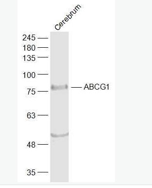 ABCG1 三磷酸腺苷结合盒亚家族G1抗体.
