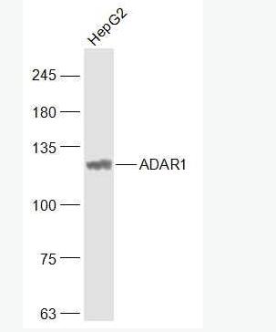 ADAR1 双链RNA腺苷酸脱氨基酶（C端）抗体