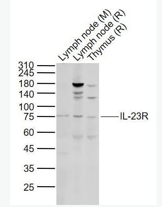 IL-23R 白介素-23受体抗体