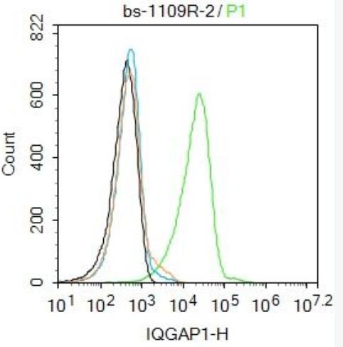 IQGAP1 支架蛋白抗体