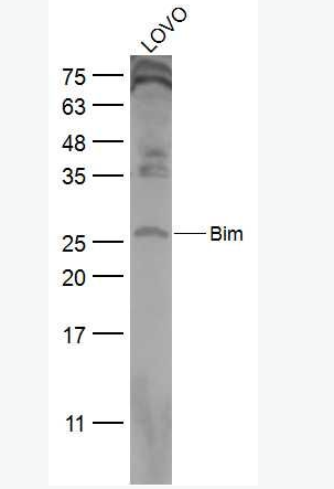 Anti-Bim antibody -细胞死亡调解子抗体