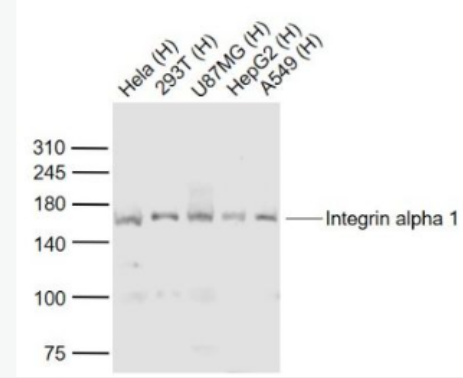 Anti-Integrin alpha 1 antibody -整合素α1抗体
