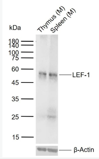Anti-LEF-1 antibody -淋巴增强因子-1抗体