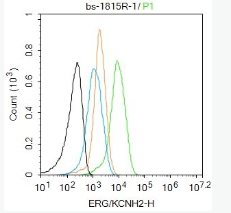 Anti-ERG/KCNH2 antibody -特异性钾离子通道蛋白抗体