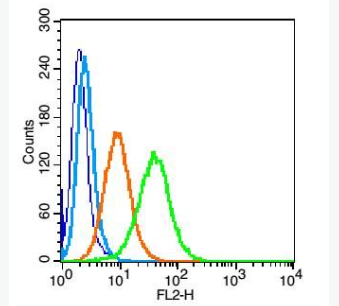 Anti-CCR5 antibody -细胞表面趋化因子受体5抗体