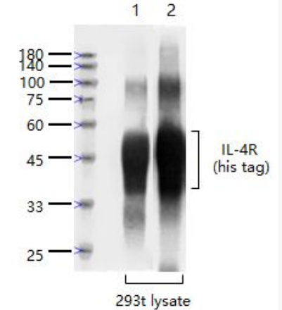 Anti-IL-4R antibody -白细胞介素4受体抗体