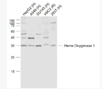 Anti-Heme Oxygenase 1 antibody -血红素氧合酶 1/热休克蛋白32抗体