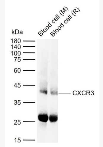 Anti-CXCR3 antibody -细胞表面趋化因子受体3（CD183）抗体