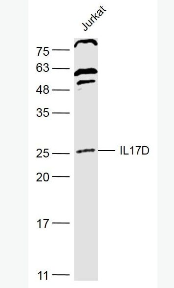 Anti-IL17D antibody -白介素-17D抗体