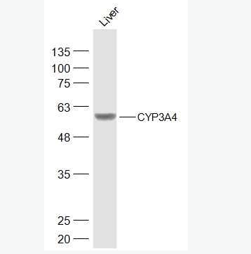 Anti-CYP3A4 antibody -细胞色素P450 3A4抗体