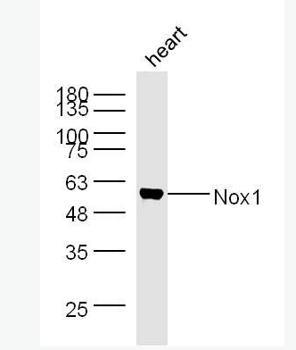 Anti-Nox1 antibody -有丝分裂氧化酶1抗体