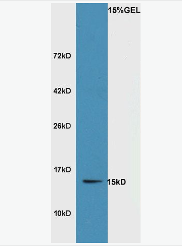 Anti-SRXN1 antibody -抗氧化蛋白1抗体