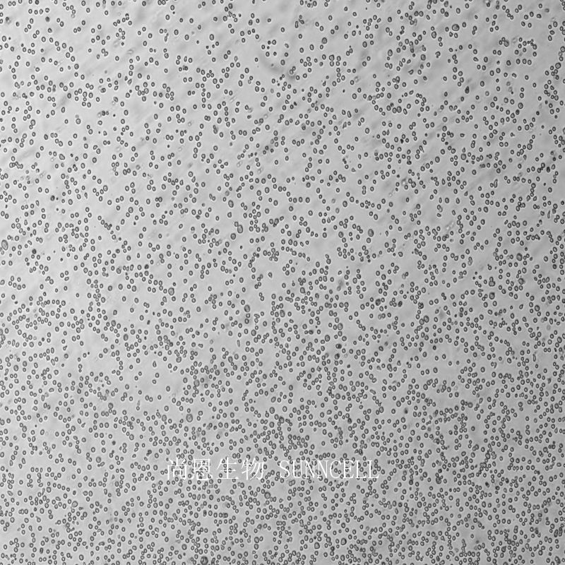 人T细胞白血病细胞