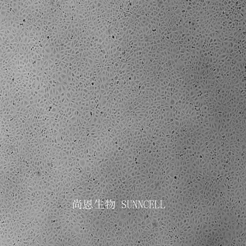 NRK-52E大鼠肾细胞