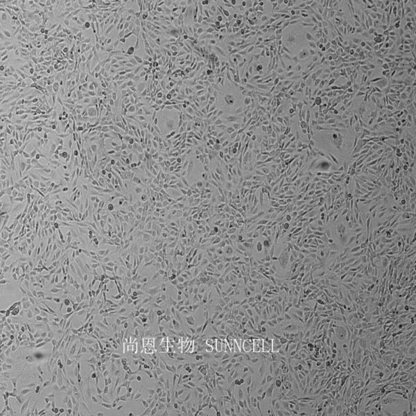 3T3-L1小鼠胚胎成纤维细胞