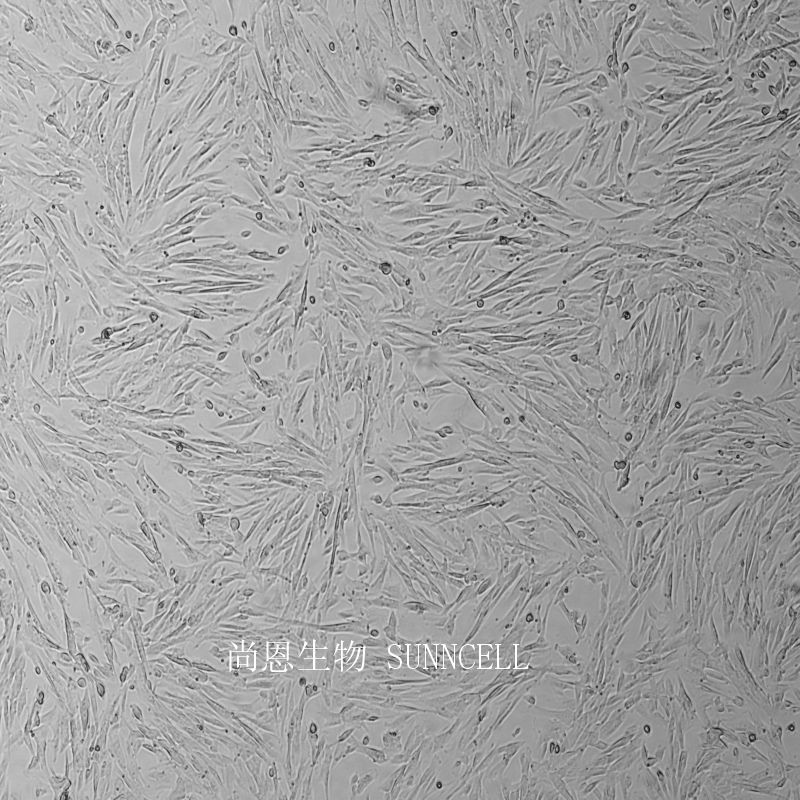 WI-38人胚肺细胞
