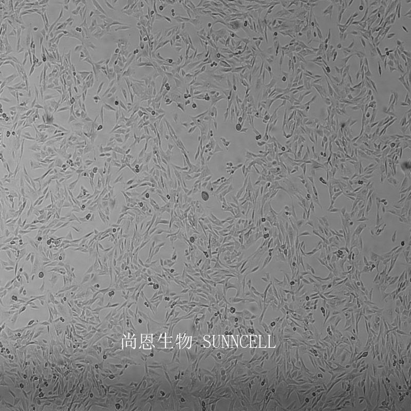 大鼠肾小球系膜细胞