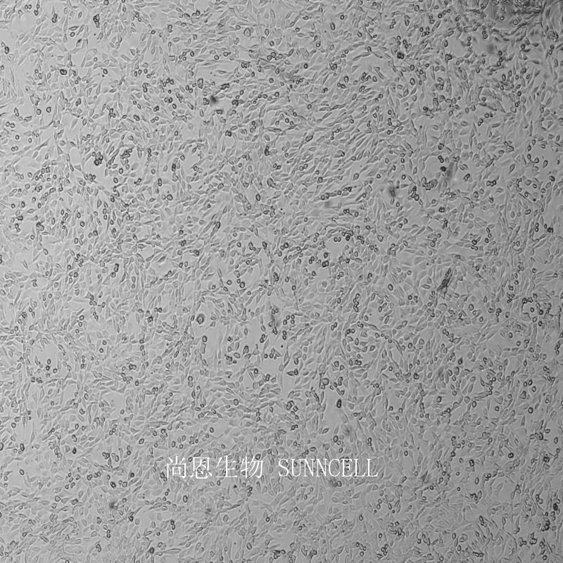 小鼠胚胎成纤维细胞
