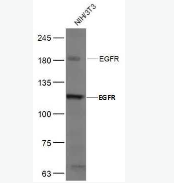Anti-EGFR antibody -表皮生长因子受体抗体