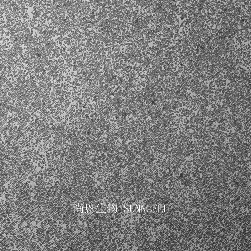 EL4小鼠淋巴瘤细胞