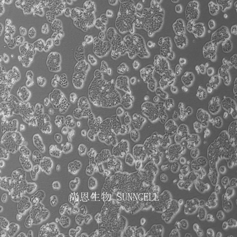 HT-29人结肠癌细胞