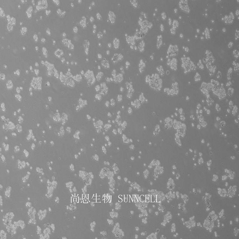 Jurkat, Clone E6-1人T淋巴细胞白血病细胞