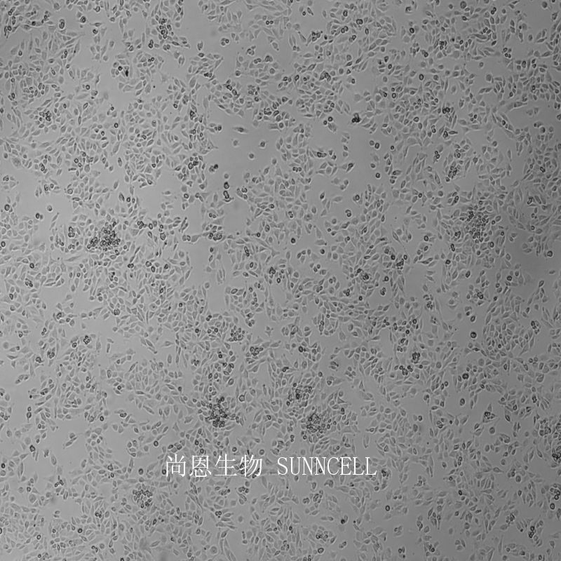 大鼠骨骼肌成肌细胞