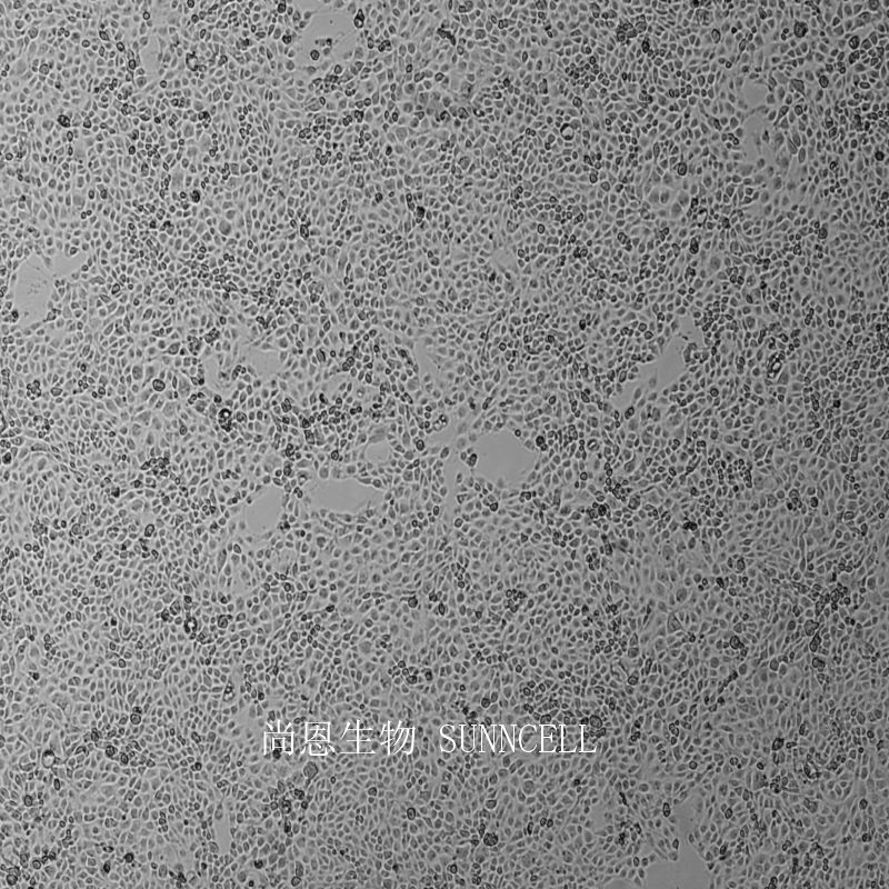 ST猪睾丸细胞系