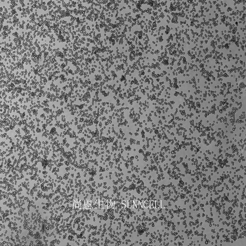 NR8383大鼠肺泡巨噬细胞