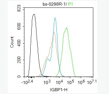 Anti-IGBP1 antibody -免疫球蛋白结合蛋白-1抗体