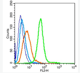 Anti-IFITM1 antibody-干扰素诱导跨膜蛋白1抗体