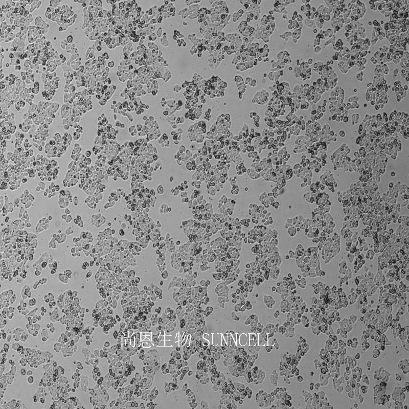 SW480人结肠腺癌细胞