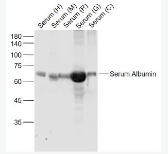 Anti-Bovine Serum Albumin antibody-牛血清白蛋白抗体