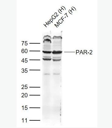 Anti-PAR-2antibody-蛋白酶激活受体-2抗体