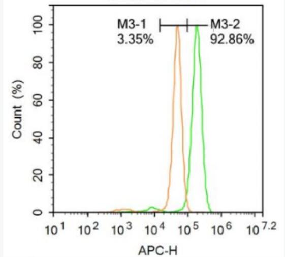 Anti-Oct4 antibody-胚胎干细胞关键蛋白抗体