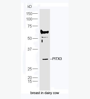Anti-PITX3  antibody-PITX3抗体