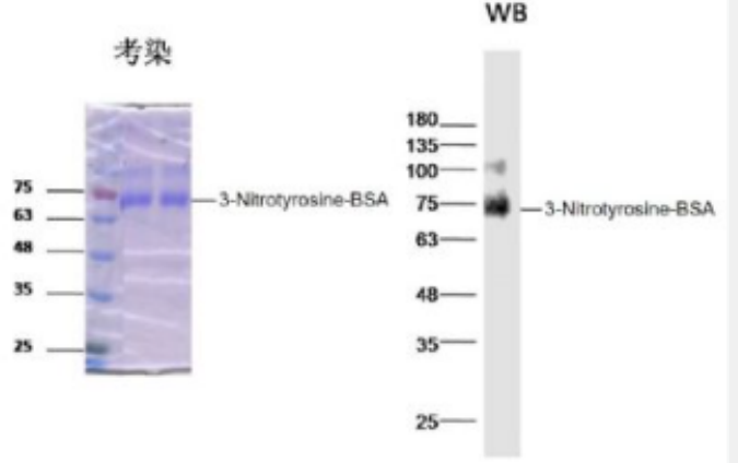 Anti-3-Nitrotyrosine antibody-硝基酪氨酸/硝基化酪氨酸抗体