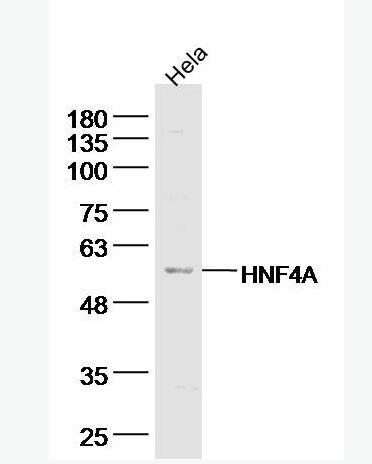 Anti-TRAF2 antibody-肿瘤坏死因子受体相关因子2抗体