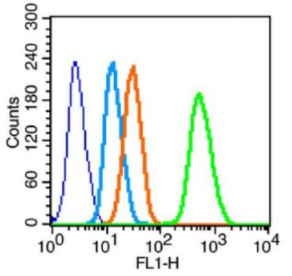Anti-Nanog antibody-胚胎干细胞关键蛋白抗体.