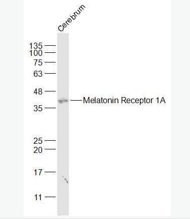 Anti-MTNR1A antibody-褪黑素受体1A/松果体素受体1A抗体