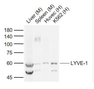 Anti-LYVE-1antibody-淋巴管内皮透明质酸受体抗体