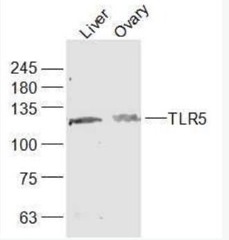 Anti-TLR5 antibody-Toll样受体5抗体