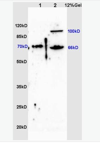 Anti-ZNF300 antibody-锌指蛋白300抗体