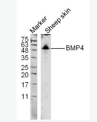 Anti-BMP4 antibody-骨形态发生蛋白4抗体