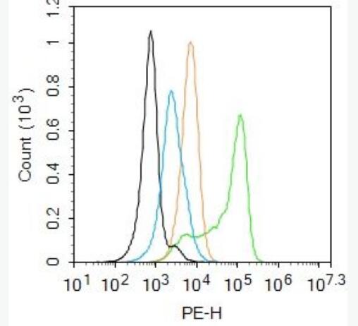 Anti-Granzyme B  antibody-颗粒酶B抗体
