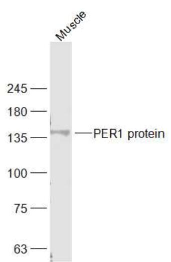Anti-PER1 antibody-节律抑制蛋白PER1抗体