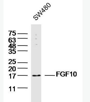 Anti-FGF10antibody-成纤维细胞生长因子10抗体