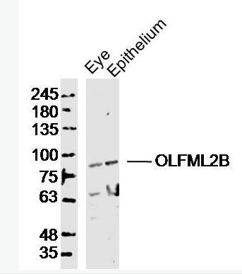 Anti-OLFML2B antibody-嗅介蛋白样蛋白2B抗体