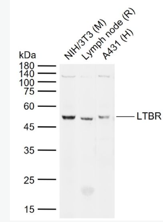 Anti-LTBR antibody-淋巴毒素-β受抗体
