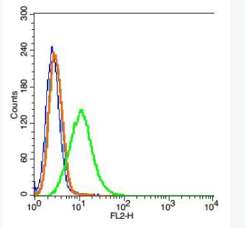 Anti-LRRK2  antibody-富亮氨酸重复激酶2抗体